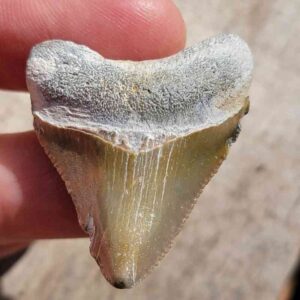 Bone Valley Megalodon Tooth