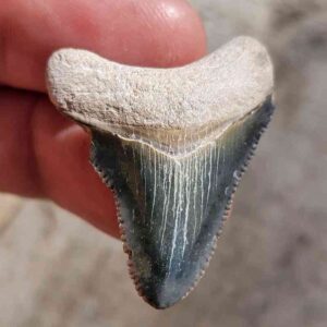 Bone Valley Megalodon Tooth