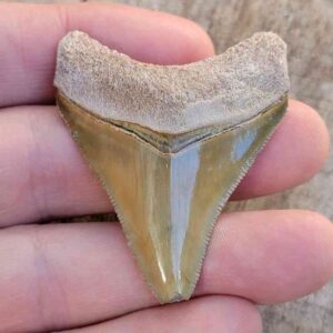 Bone Valley Megalodon Tooth