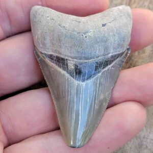 Bone Valley Megalodon Tooth