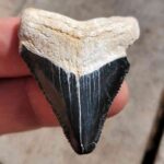 Bone Valley Megalodon Tooth