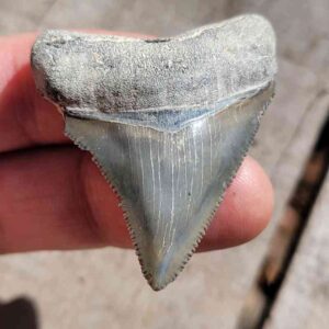 Bone Valley Megalodon Tooth