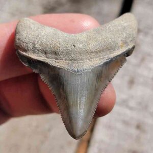 Bone Valley Megalodon Tooth