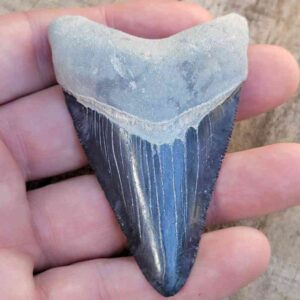 Bone Valley Megalodon Tooth