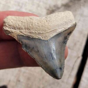 Bone Valley Megalodon Tooth