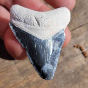 Bone Valley Megalodon Tooth