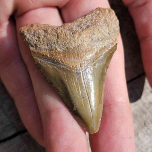 Bone Valley Megalodon Tooth