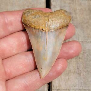 Extinct Great White Shark Teeth