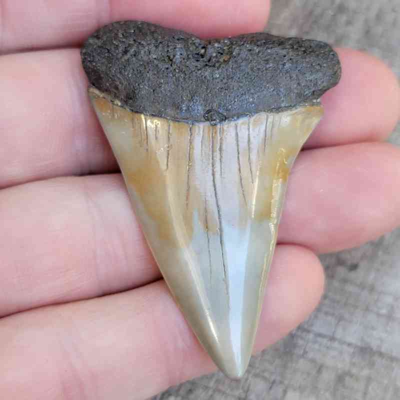 Extinct Great White Shark Tooth