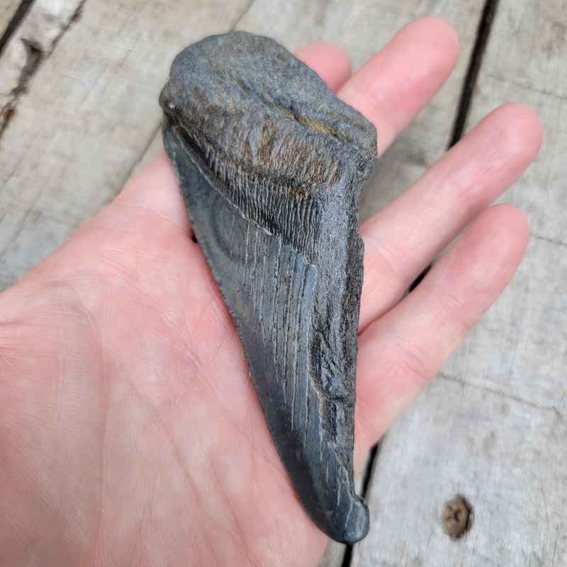 50% Complete Megalodon Shark Teeth