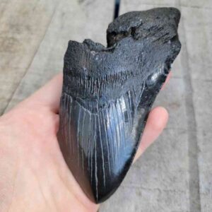 75% Complete Megalodon Shark Teeth