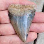 Fossil Great White Shark Tooth