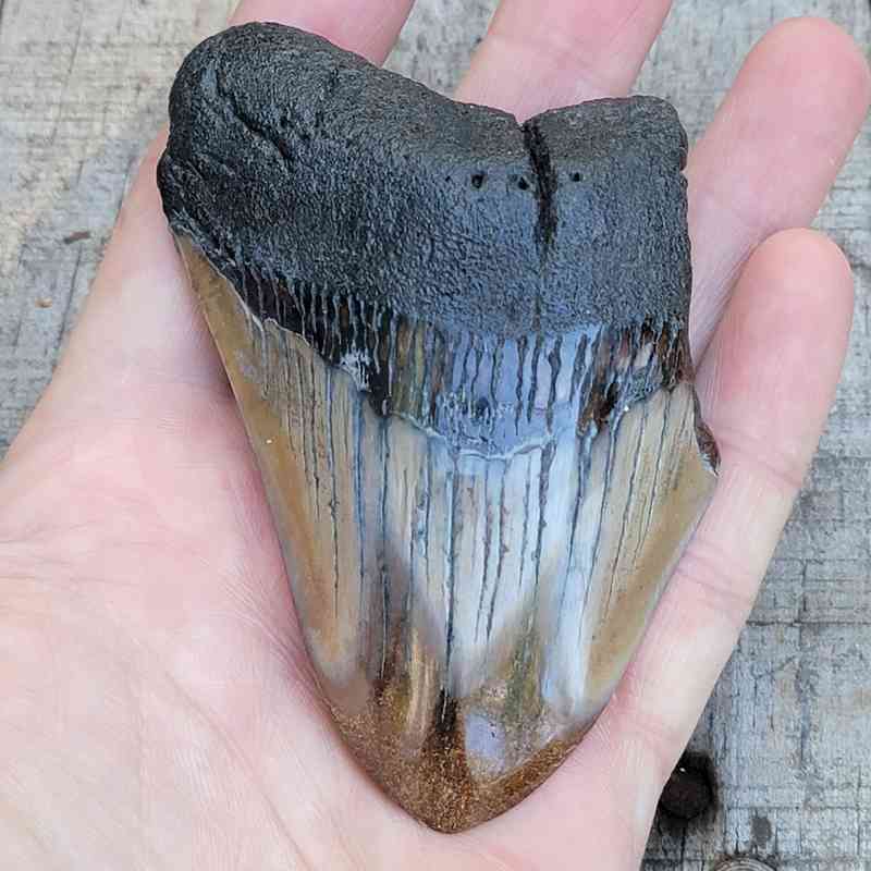 Polished Megalodon Tooth