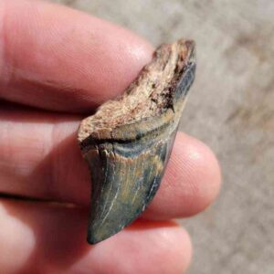 Fossil Thresher Shark Teeth