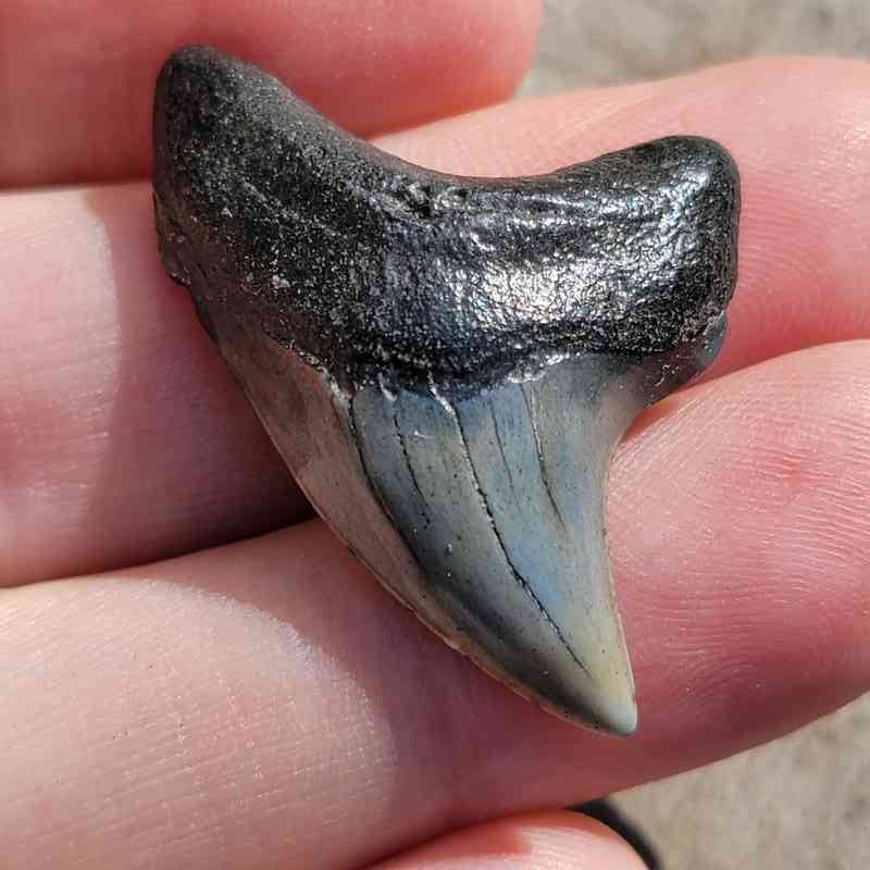 Fossil Thresher Shark Teeth