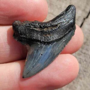 Fossil Thresher Serrated Shark Teeth