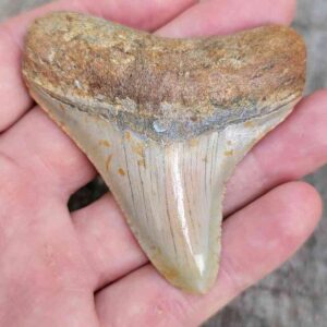 Megalodon Shark Tooth