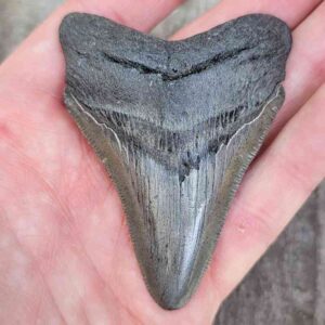 Megalodon Shark Tooth