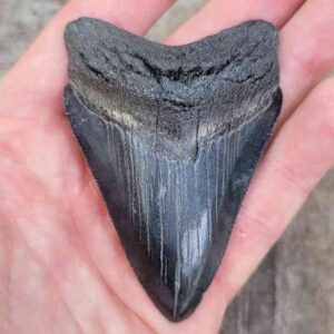 Megalodon Shark Tooth