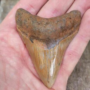 Megalodon Shark Tooth