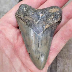 Megalodon Shark Tooth