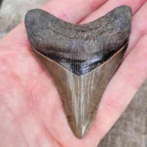 Megalodon Shark Tooth