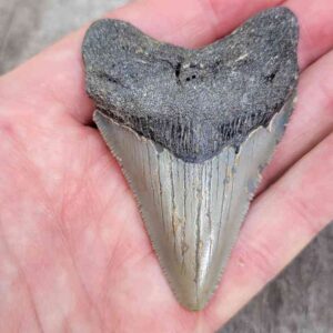 Megalodon Shark Tooth