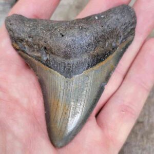 Megalodon Shark Tooth