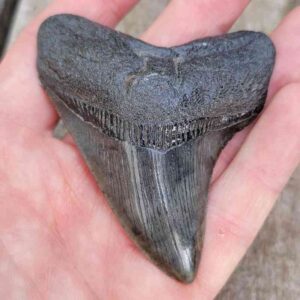 Megalodon Shark Tooth