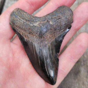 Megalodon Shark Tooth