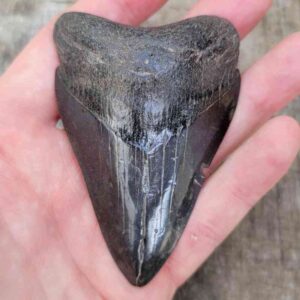 Megalodon Shark Tooth