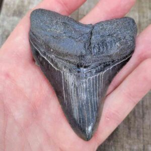 3 Inch Megalodon Shark Tooth