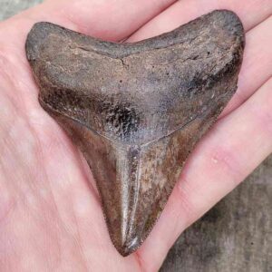 3 Inch Megalodon Shark Tooth