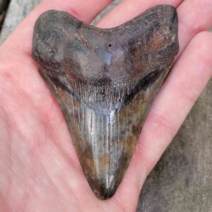 3 Inch Megalodon Shark Tooth