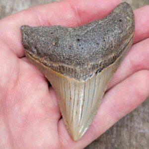 3 Inch Megalodon Shark Tooth