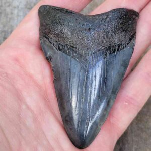 3 inch Megalodon Shark Tooth