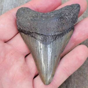 3 Inch Megalodon Shark Tooth