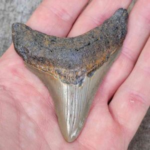 3 Inch Megalodon Shark Tooth