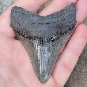 3 Inch Megalodon Shark Tooth