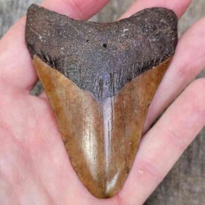 3 Inch Megalodon Shark Tooth