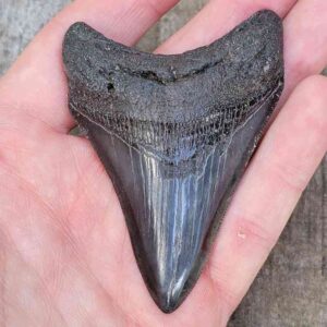 3 Inch Megalodon Shark Tooth