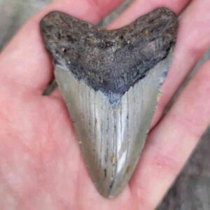 Megalodon Shark Tooth