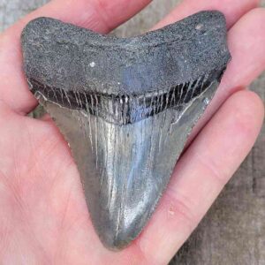 3 Inch Megalodon Shark Tooth