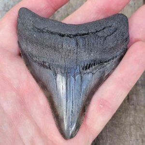 3 Inch Megalodon Shark Tooth