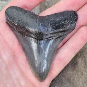 3 Inch Megalodon Shark Tooth