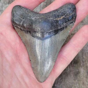 3 Inch Megalodon Shark Tooth