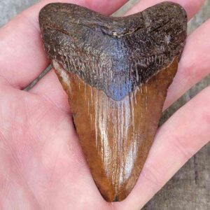 3 Inch Megalodon Shark Tooth