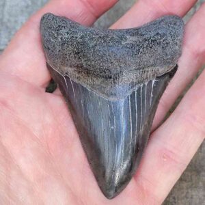 3 Inch Megalodon Shark Tooth