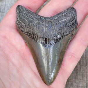 3 Inch Megalodon Shark Tooth