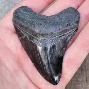 3 Inch Megalodon Shark Tooth